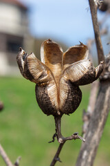 Brown plant with open seed pod