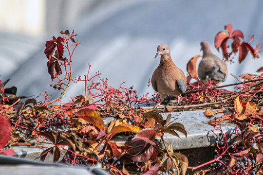Turtledoves sitting on an ivy