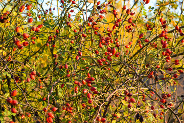 Red little Rose Hips. Rose Hips in the bushes.