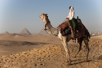 Fototapeta premium Woman on the camel at Giza Pyramids 