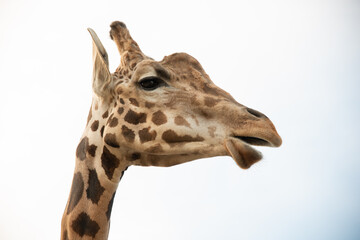 Giraffe Looking for a snack