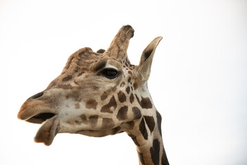 Giraffe Looking for a snack