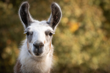 Llama Posing for a Portrait