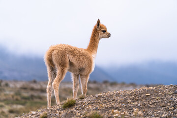 Vicuñas  of Chimborazo, natural fauna of the national park