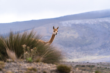 Vicuñas  of Chimborazo, natural fauna of the national park