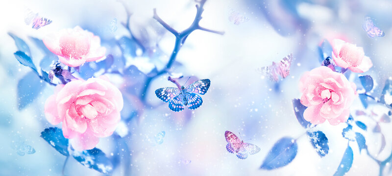 Flying butterflies and pink roses in a fairy snowy garden. Winter wonderland.