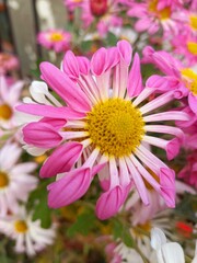 pink daisy flower