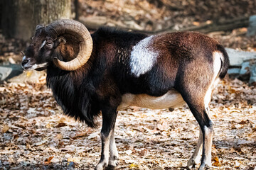 Black and Brown Ram posing