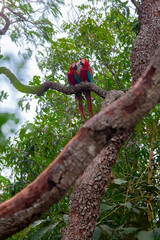 loving birds on a tree