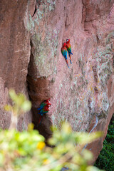 birds on a cliff