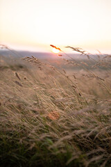 sunset in the field