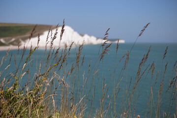reeds at the beach