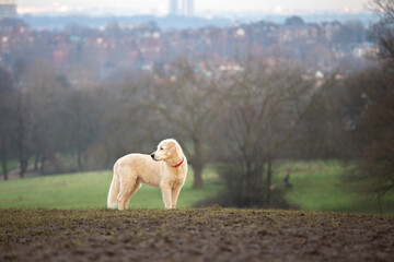 dog running in the park