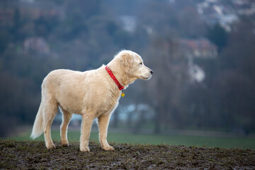 golden retriever running