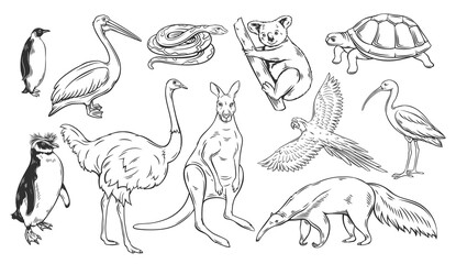 Australian animals outline icons set vector illustration. Line hand drawn wild animals and birds of Australia, outline collection with koala wallaby ostrich turtle pelican penguin snake anteater © setory