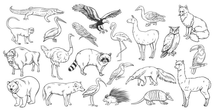 Line Drawings Of Animals Images – Browse 1,065,723 Stock Photos