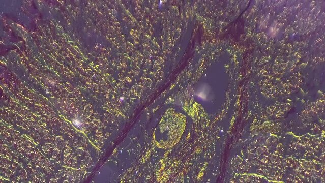 Microscopic footage of kidney 100x in longitudinal section with oblique illumination. Showing epithelium and tissues forming cortex. Anatomical research in laboratory. Investigation of human organism