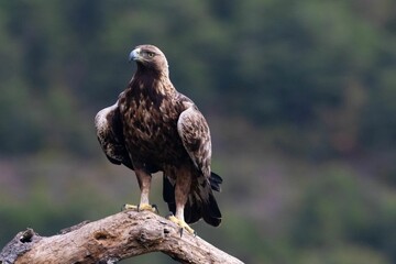 Selective focus shot of a golden eagle (Aquila chrysaetos) perched on a branch
