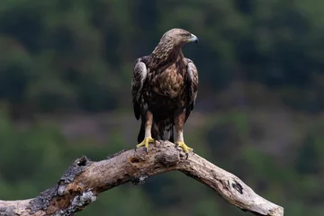  Selective focus shot of a golden eagle (Aquila chrysaetos) perched on a branch © Moran3/Wirestock Creators