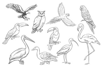 Birds outline icons set vector illustration. Line hand drawn species collection of ornithology, wild birds flying or sitting on tree branch, owl parrot flamingo duck pelican ibis eagle toucan - obrazy, fototapety, plakaty