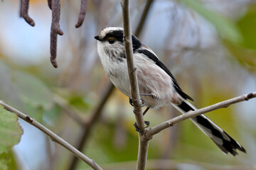 Long-tailed tit // Schwanzmeise (Aegithalos caudatus) - Wuppertal, Germany