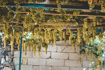 buddha in temple si sanphet