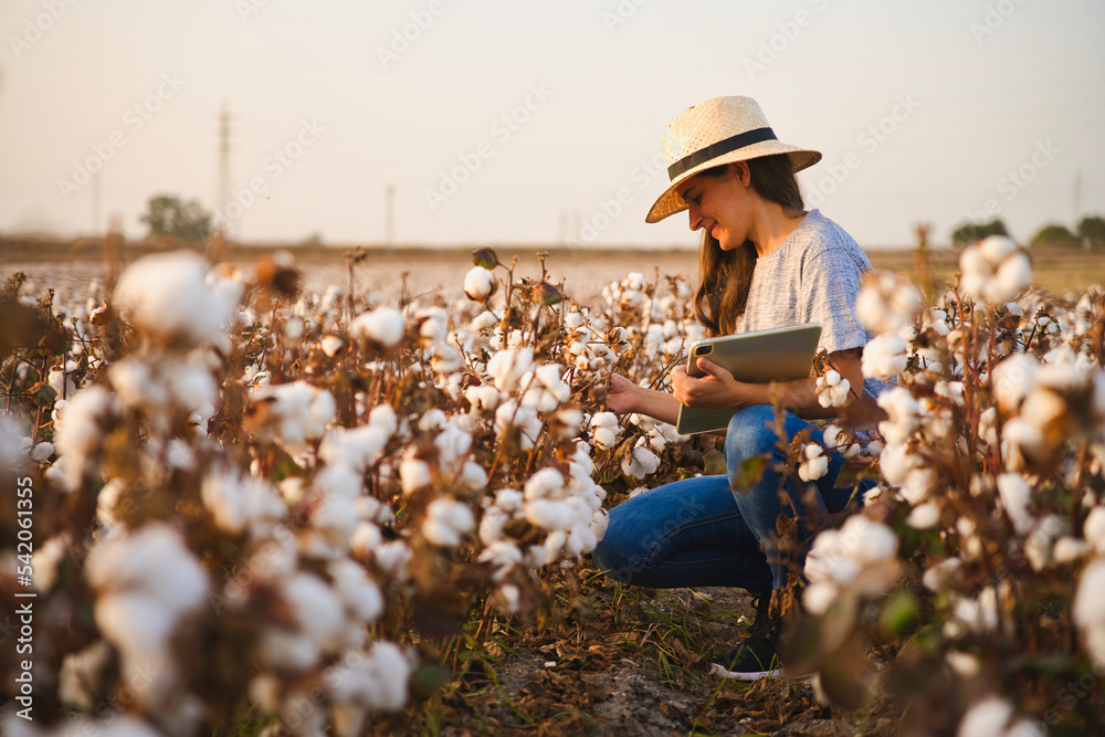 Wall mural smart cotton farmer checks the cotton field with tablet. inteligent agriculture and digital agricult