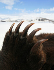Dangerous powerful claws of a brown grizzly bear close-up.