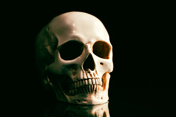 Human skull on a black background.