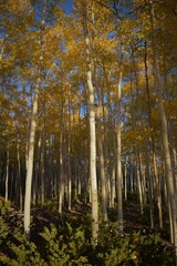 Fall Colors Cover Tall Aspens