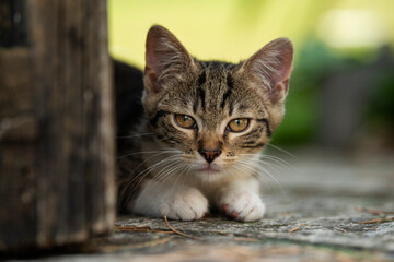 Tabby kitten lying on a terrace