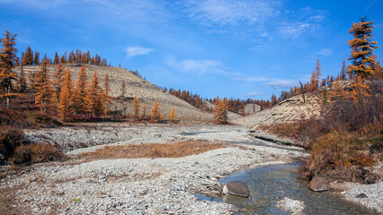 September landscape in the northern larch taiga on a tributary of the Siberian river.