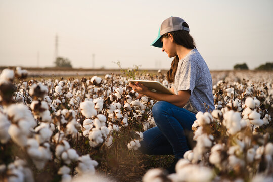 Smart cotton farmer checks the cotton field with tablet. Inteligent agriculture and digital agriculture. Female, young woman agronomist checking quality of cotton