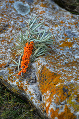 Sea buckthorn berries on a branch in summer