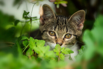 Obraz premium Tabby kitten under a bush