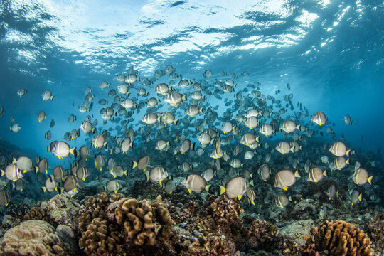 Reef life of Rangiroa