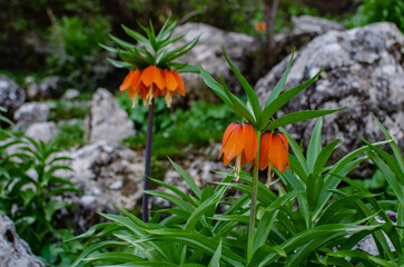 inverted tulip that grows in nature.