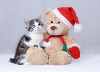 Beautiful Kitten. Cat sits next to a teddy bear in a Santa Claus hat. Christmas Cat on a white background. New Year's card with a little Kitten. Happy New Year. Winter. 2023. Merry Christmas