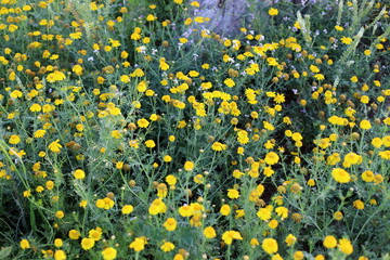 Chrysanthemums bloom in a city park in northern Israel.