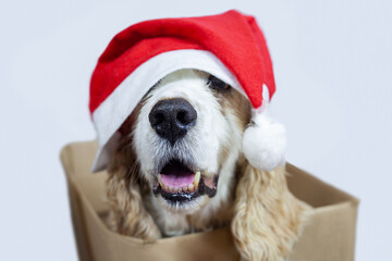 White english coker dog with red christmas hat with pom-pom, covering eyes, inside a cardboard box. Slightly blurred with focus on the muzzle and mouth. Clean white background.