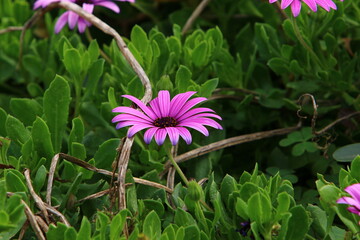 Chrysanthemums bloom in a city park in northern Israel.