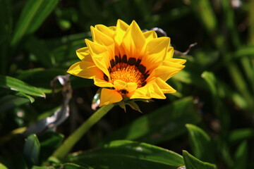 Chrysanthemums bloom in a city park in northern Israel.