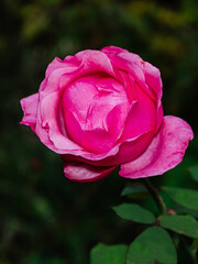 pink rose