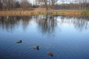 ducks on the lake