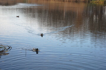 ducks on the lake