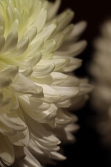 white dahlia flower