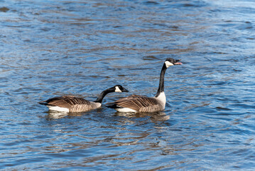 Fototapeta premium Canada Geese On Fox River In Wisconsin In Early March