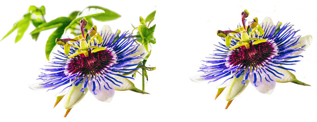 Passiflora (passionflower) isolated from background