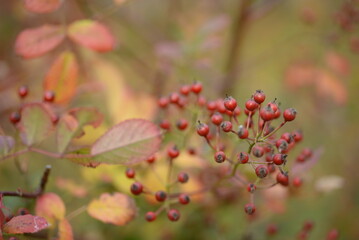 small red rose hips close-up on a branch, green fruits antioxidants, red texture on a green background, abstract gradient, blurred silhouette, organic, healthy berry, fruit tea, healthy food	
