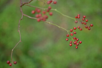 Obraz premium small red rose hips close-up on a branch, green fruits antioxidants, red texture on a green background, abstract gradient, blurred silhouette, organic, healthy berry, fruit tea, healthy food 